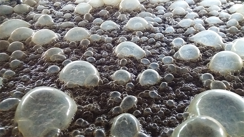 Aperçu de la fermentation alcoolique lors de la fabrication du vinaigre Le Vezou