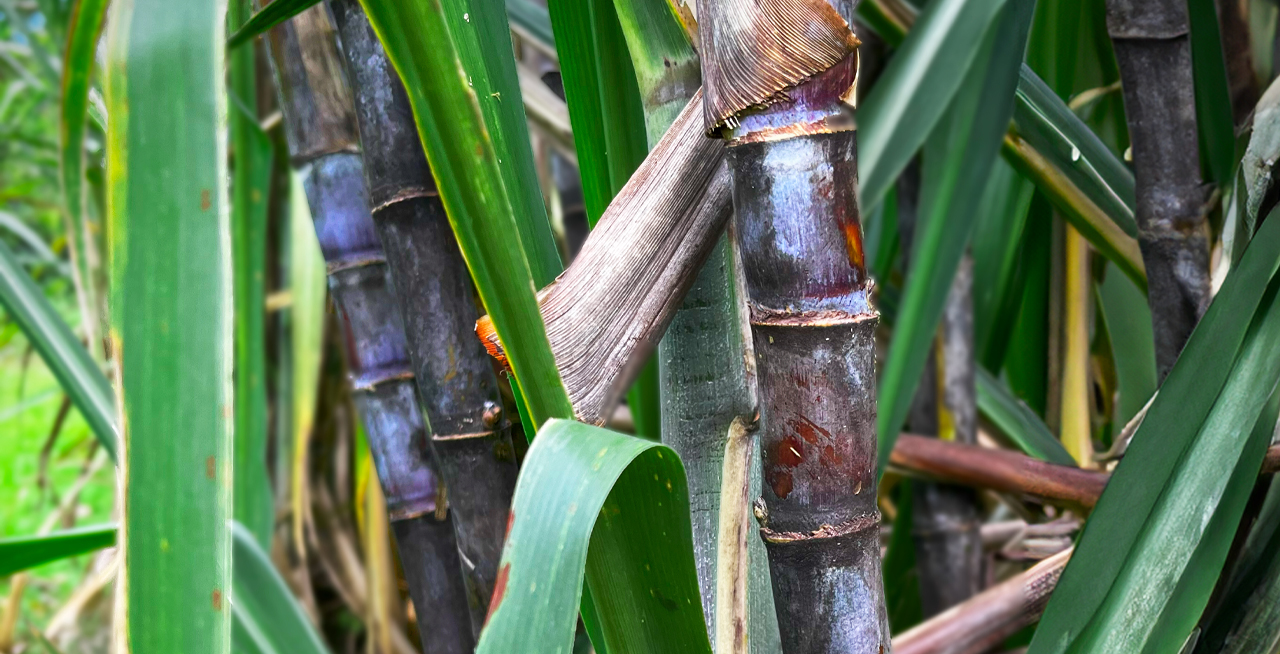 Canne à sucre de Martinique